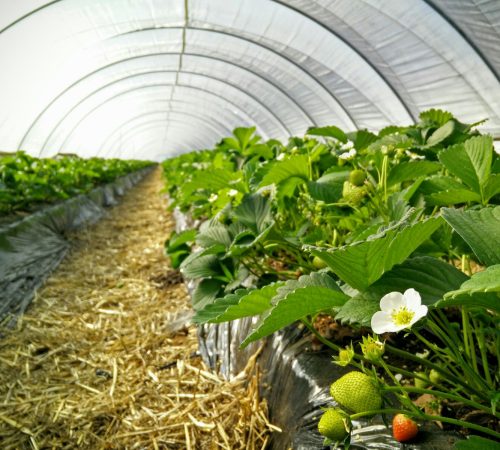 Aardbei-in-tunnel-NvdB.jpg