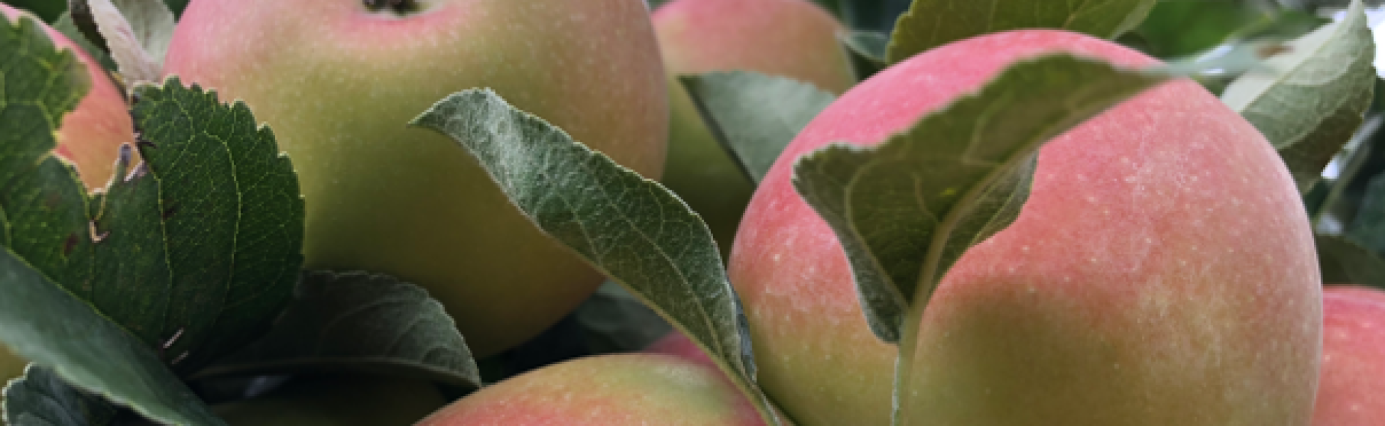 Bewaarkwaliteit appel & peer