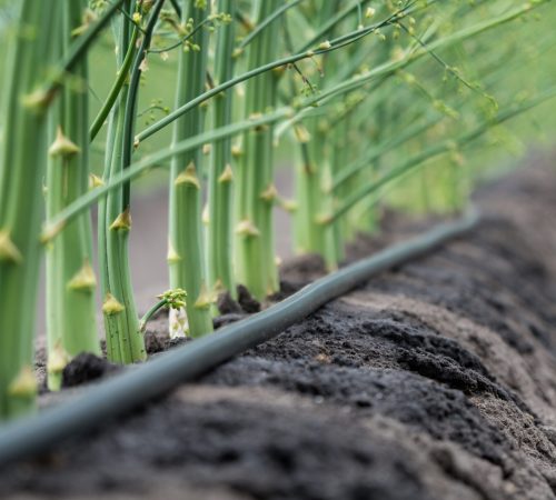 asperge-met-dr.-sl.-NvdB-scaled.jpg