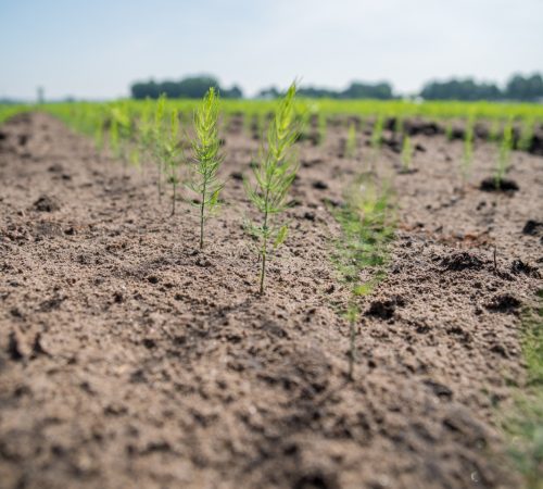 asperge-opkweek-1-schot-NvdB.jpg