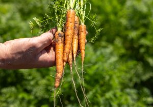 tuinbouwgroenten.jpg